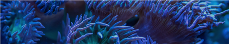 Banner Picture
